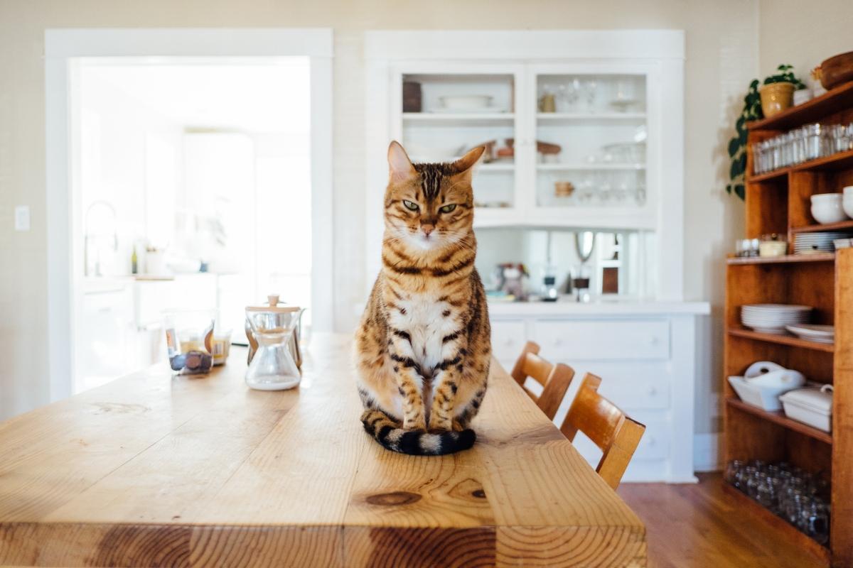 tabby cat glares while sitting on kitchen table 