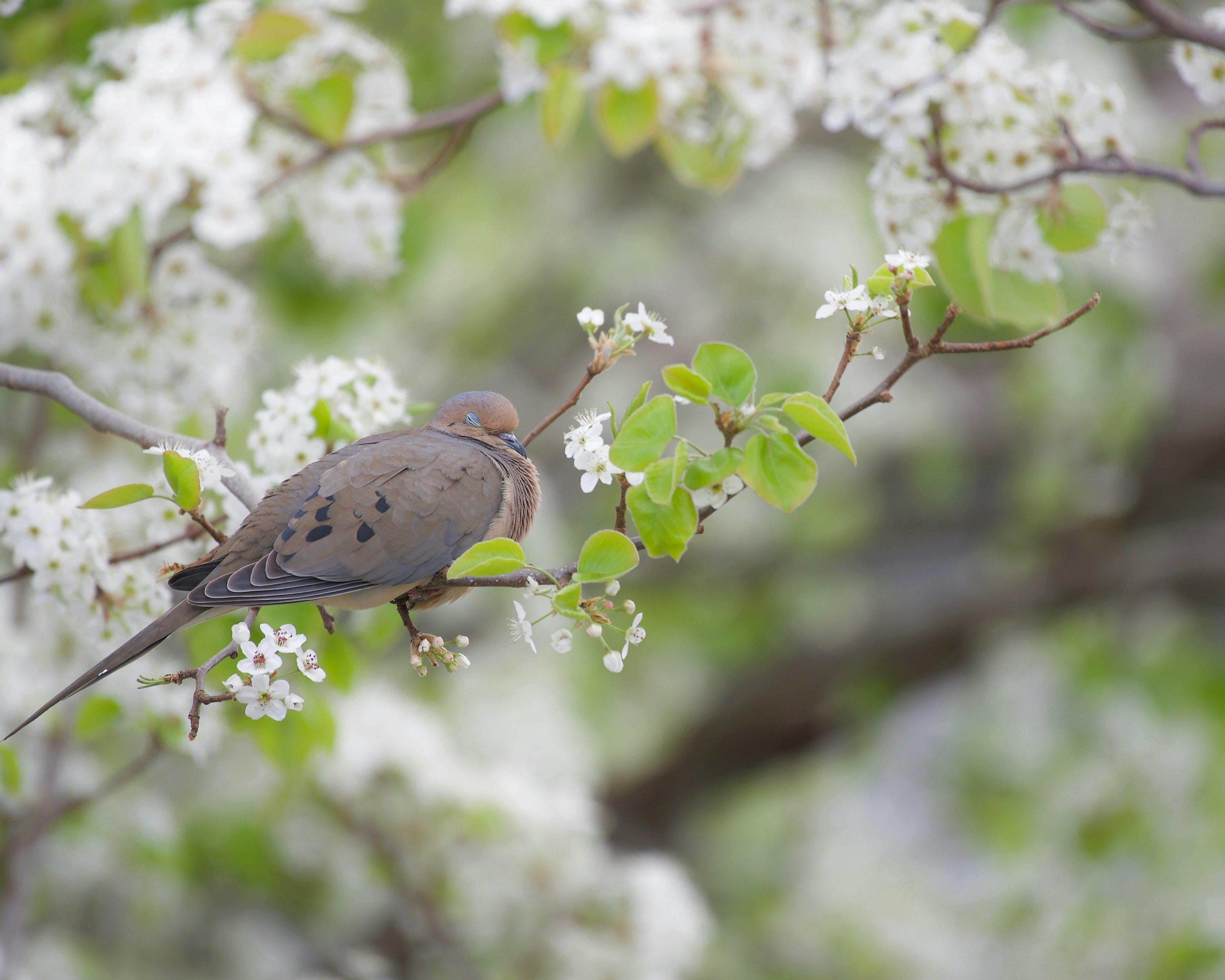 A mourning dove appears sleeping on a thin branch in a flowering tree.