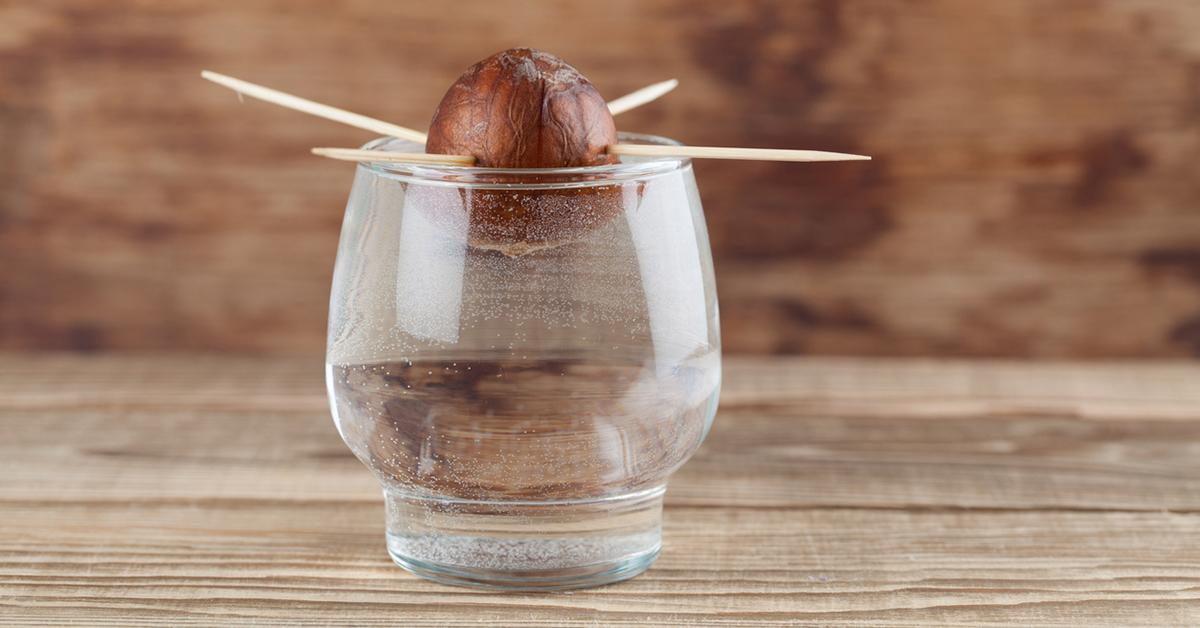 regrow avocado