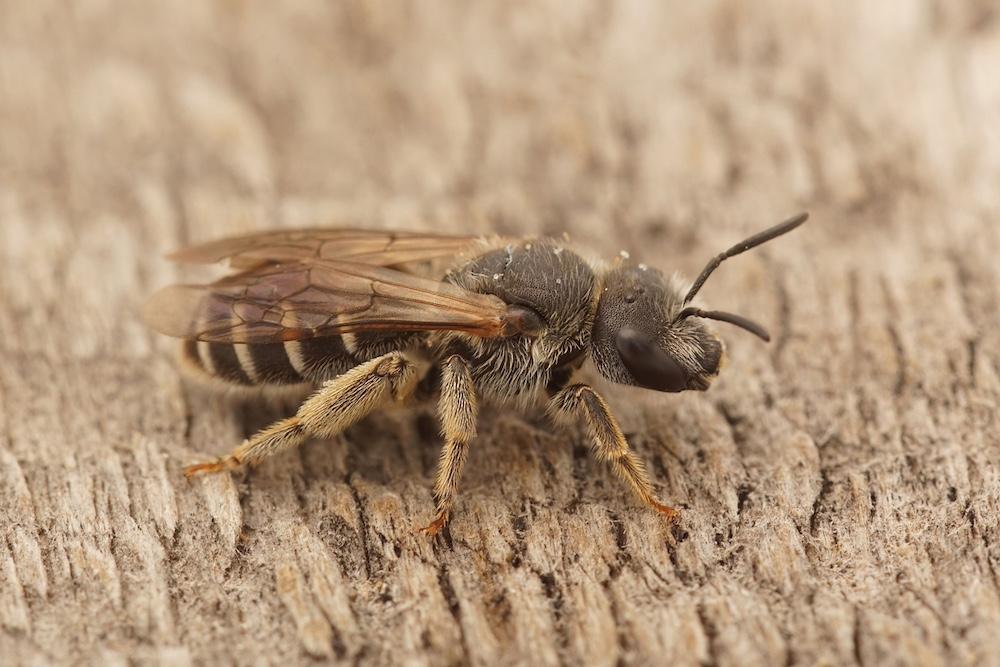 A bee sitting on wood. 