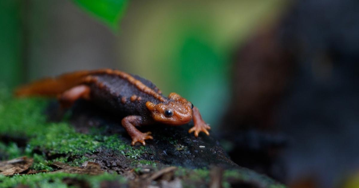 A Himalayan newt rests on a log.