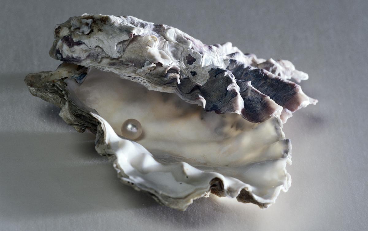 Why Do Oysters Make Pearls?