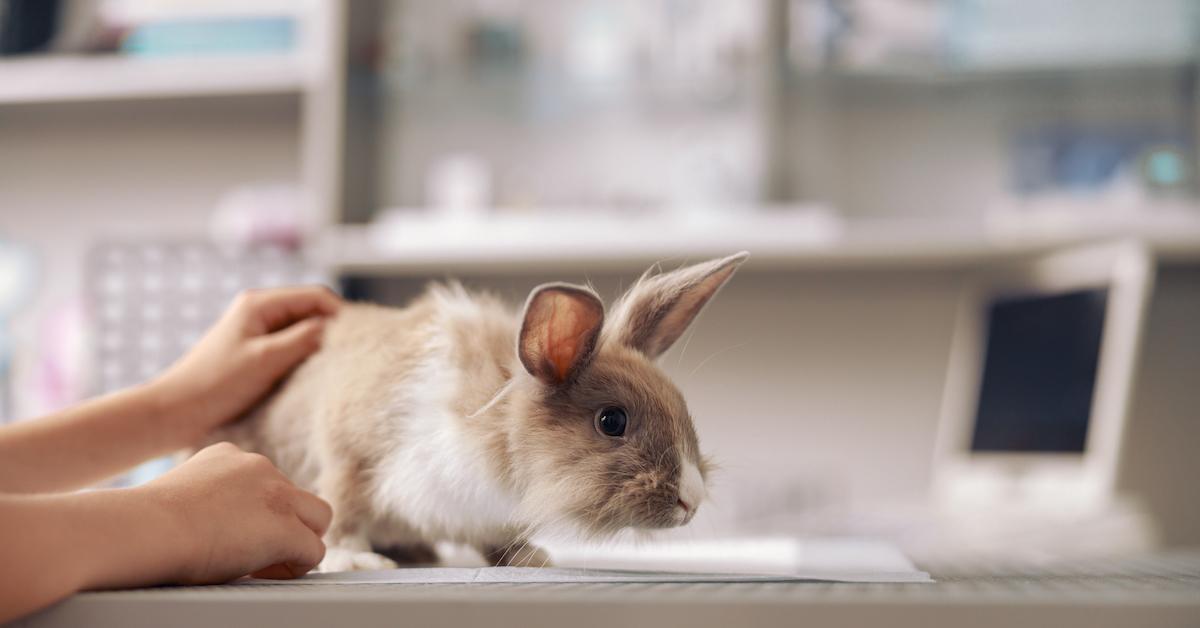 How Long Has Animal Testing Been Around?