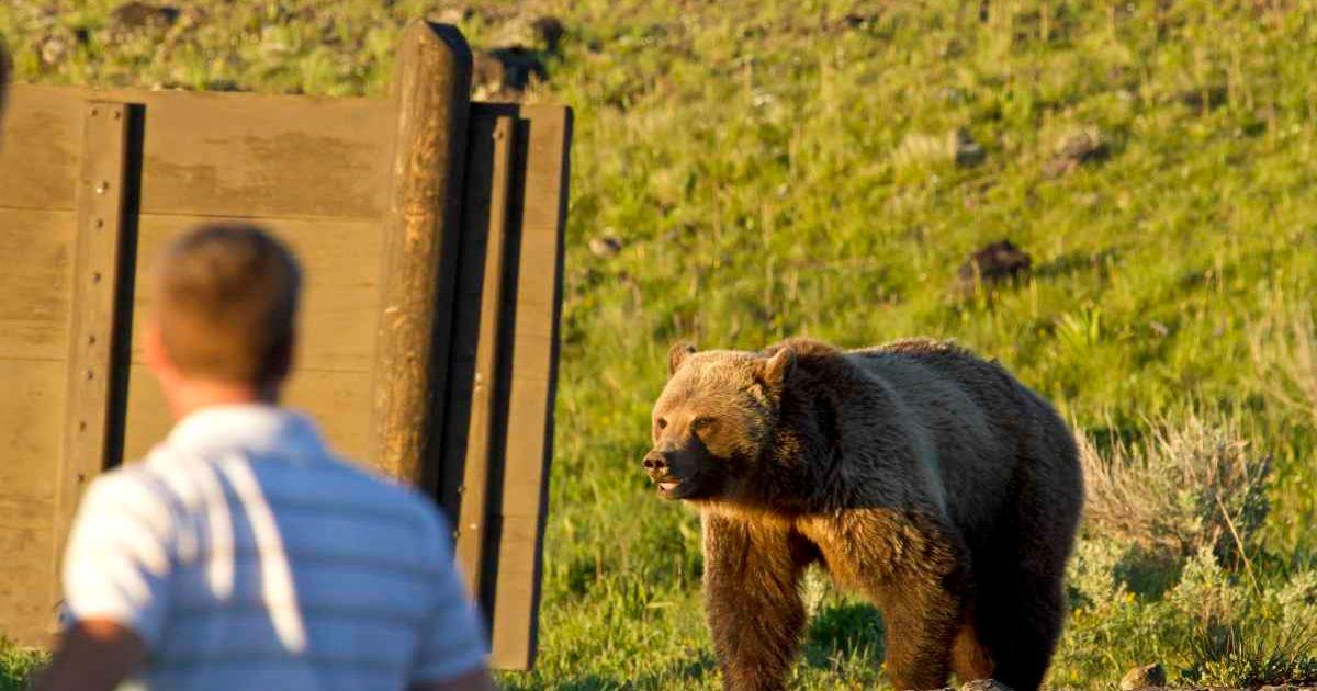 Grizzly bear standing in a meadow in Yellowstone National Park and visitor observing it from behind (Representative Cover Image Source: Getty Images | Jake D Davis)