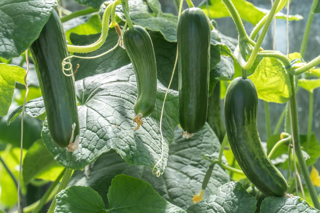 cucumber vines