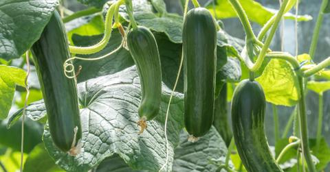 Cucumbers on the vine in a garden