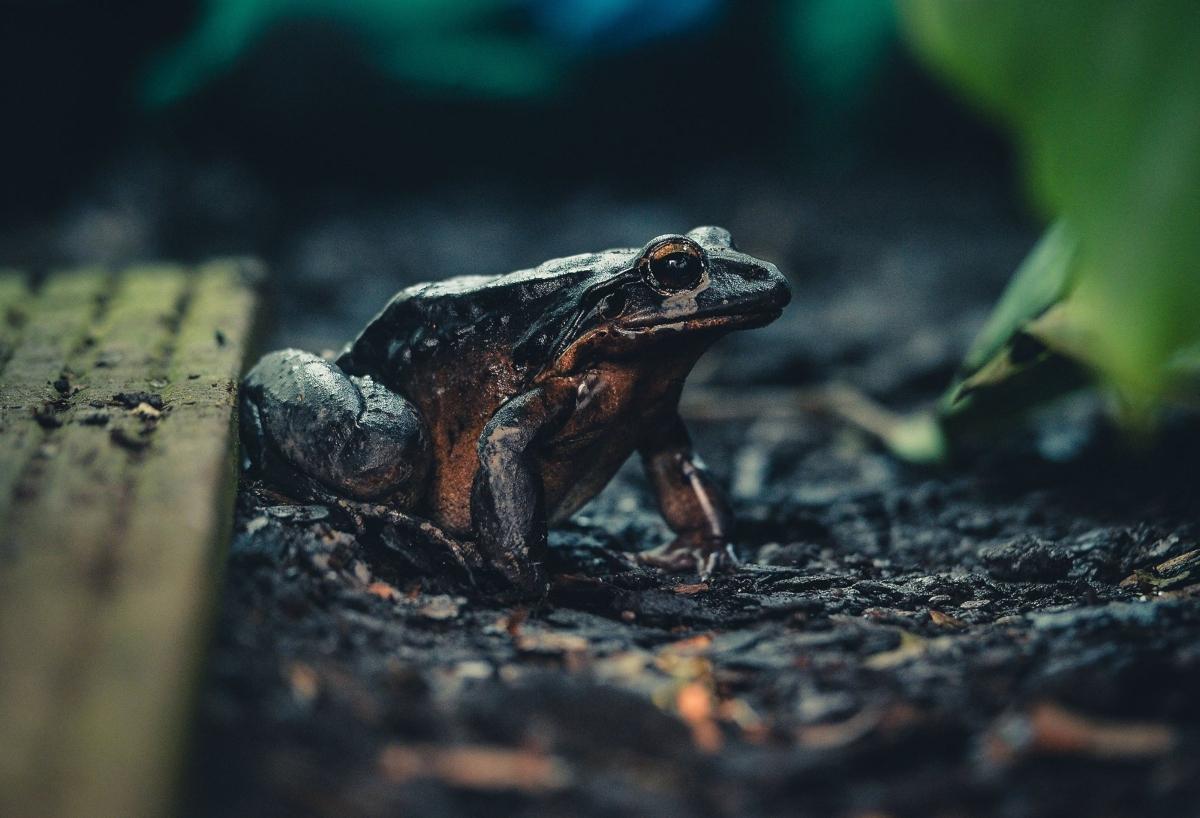 Mountain chicken frog