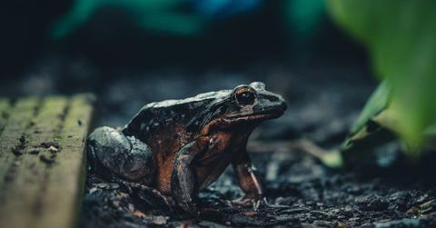 Mountain chicken frog