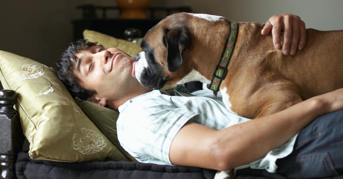 A boxer dog licking a man's chin. 