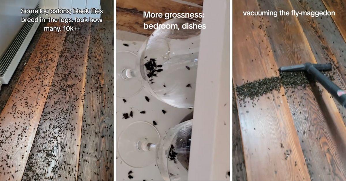 Log Home Taken Over by Fly Infestation