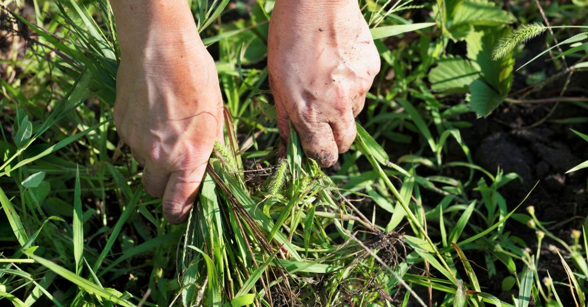 natural ways to kill weeds in grass