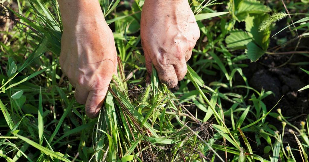 Natural Ways to Kill Weeds in Grass