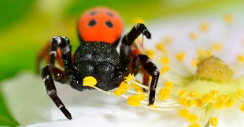 Ladybird velvet spider from the Eresus genus perched on a cluster of yellow flowers (Representative Cover Image Source: Getty Images | Bereta)