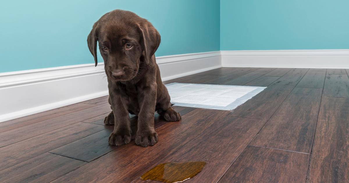 How to Punish a Puppy Appropriately