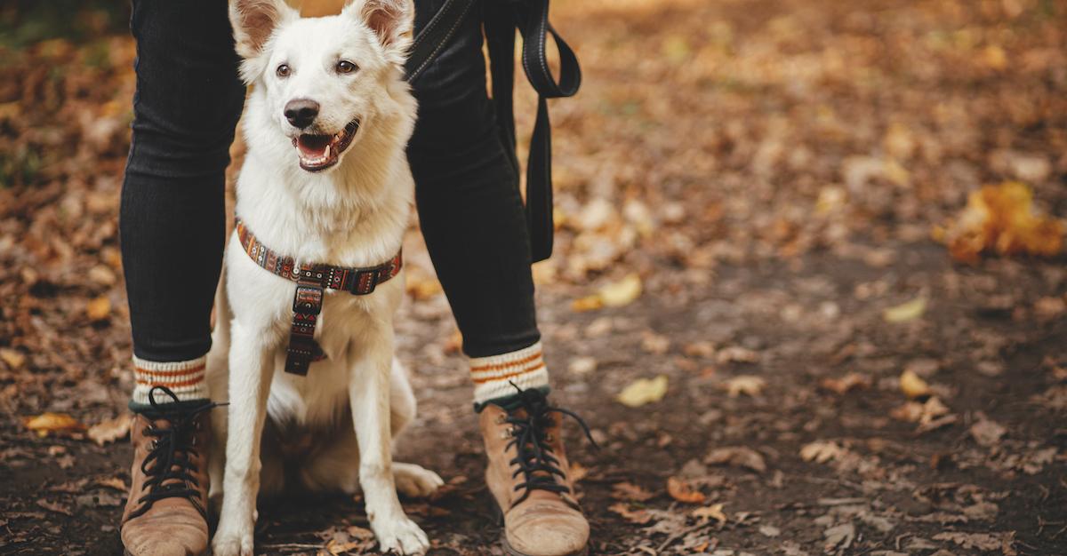 Dog Hike