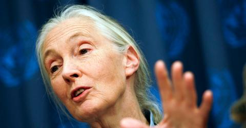 Jane Goodall’s ‘The Book of Hope’