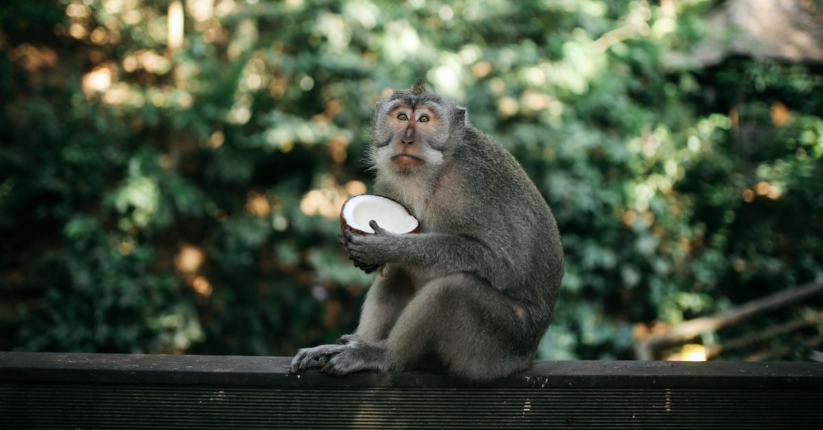 Macaque Coconut Labor