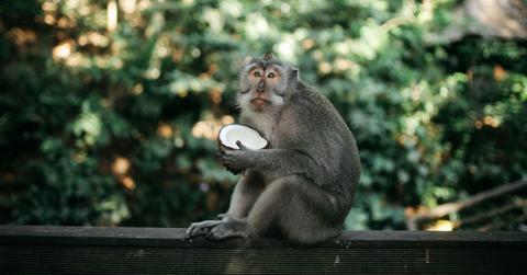 Macaque Coconut Labor