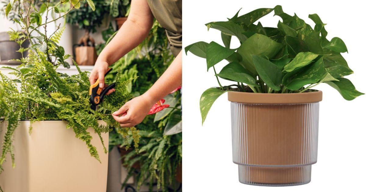 (L) A woman pruning her dried-out fern leaves. (Representative Cover Image Source: Getty Images | grafvision) | (R) Walmart's self-watering planter on sale. (Cover Image Source: Walmart)