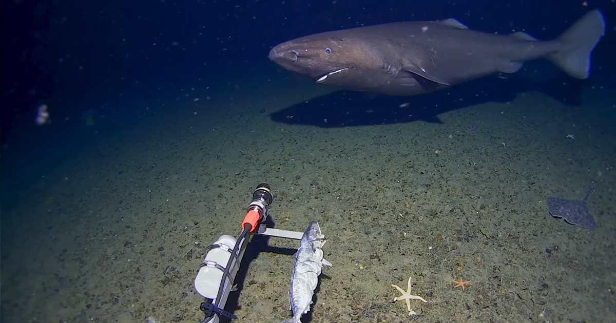 A baited camera captured a sleeper shark in the Southern Ocean for the first time. (Cover Image Source: YouTube | @Minderoo-UWA Deep-Sea Research Centre)