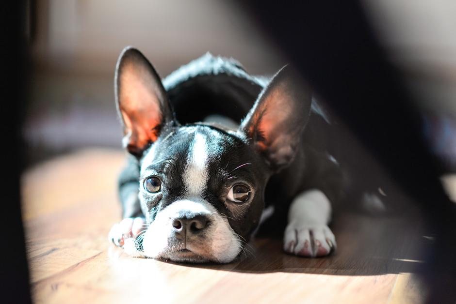 A Boston Terrier sits in the sunlight on the floor while looking at the camera. 