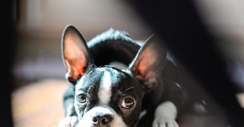 A Boston Terrier sits in the sunlight on the floor while looking at the camera.