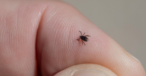 Closeup of a tick on someone's hand