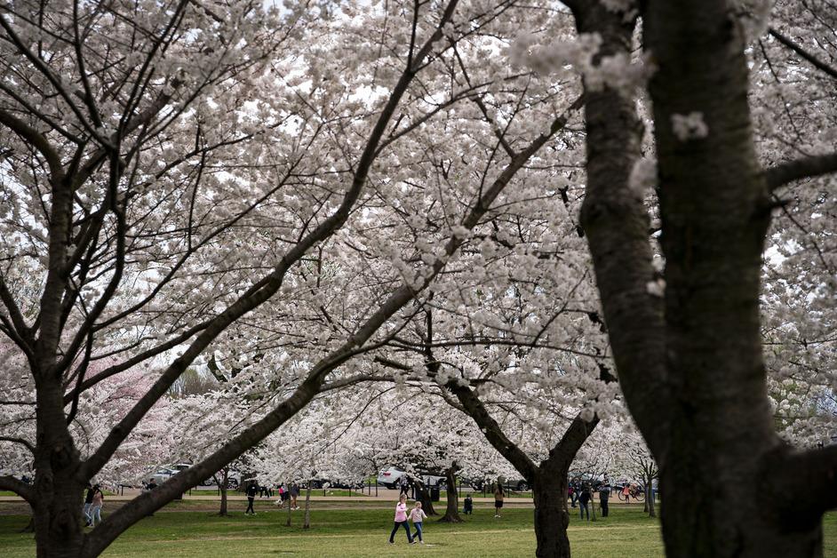 Cherry blossom trees