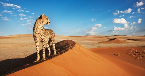 wildlife climate change