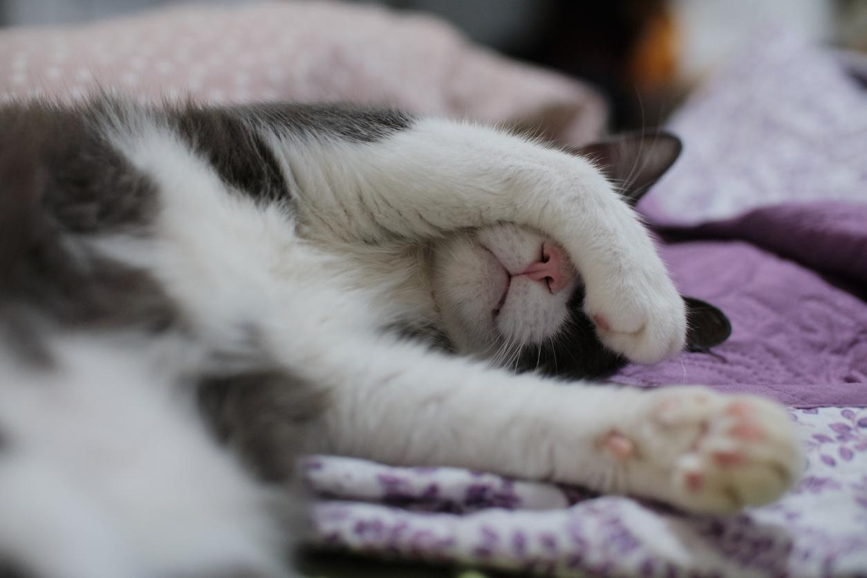 A white and black cat covers her face while she sleeps atop a purple and white quilted comforter.