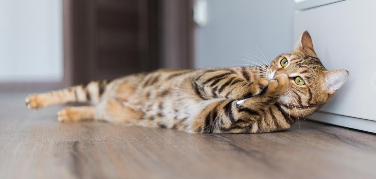 A bengal cat laying on a hardwood floor. 