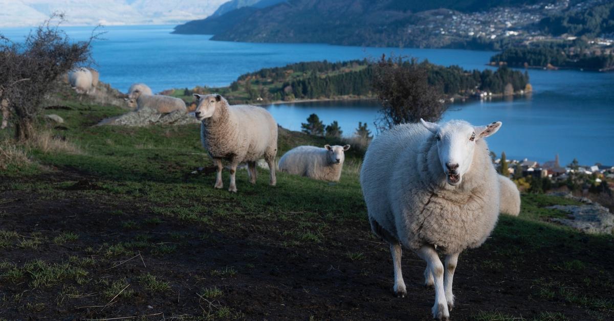 Flock of sheep in New Zealand.