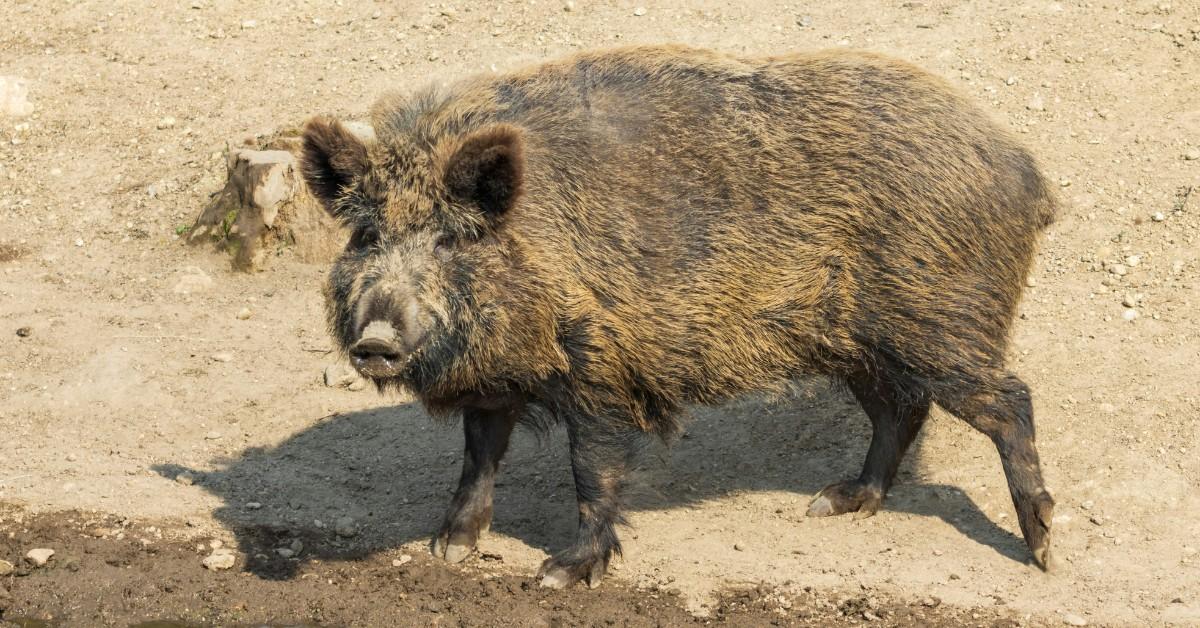 A wild boar takes a drink out of a mud puddle