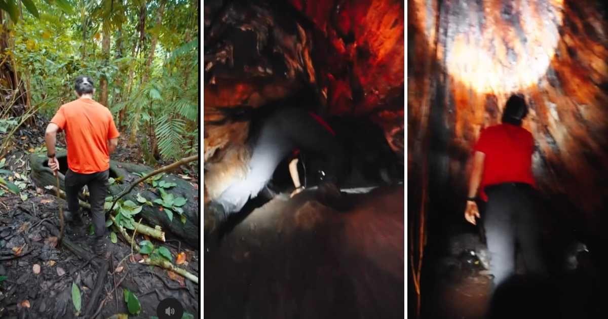 Explorer ventures inside the mouth of a 1000-year-old hollow tree. (Cover Image Source: Instagram | @daviddiez)