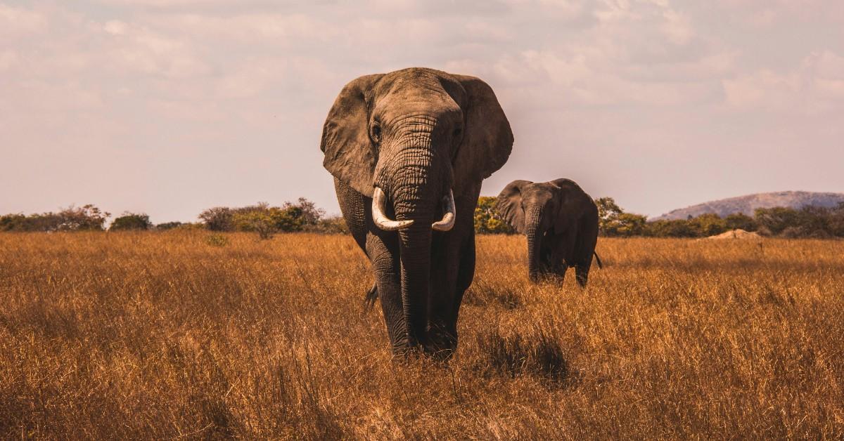 Two forward facing elephants stand in the tall grass