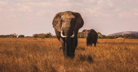 Two forward facing elephants stand in the tall grass