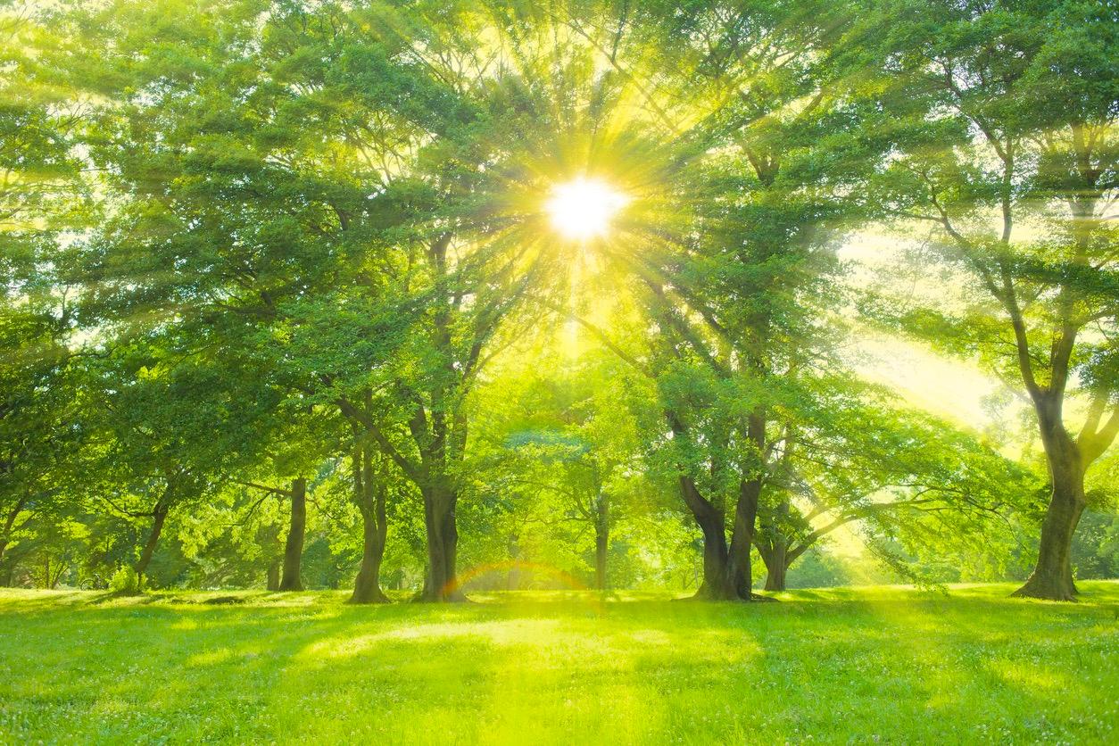 Sunlight shining through bright green trees in forest.