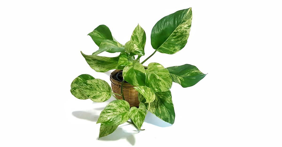 pothos indoor plant