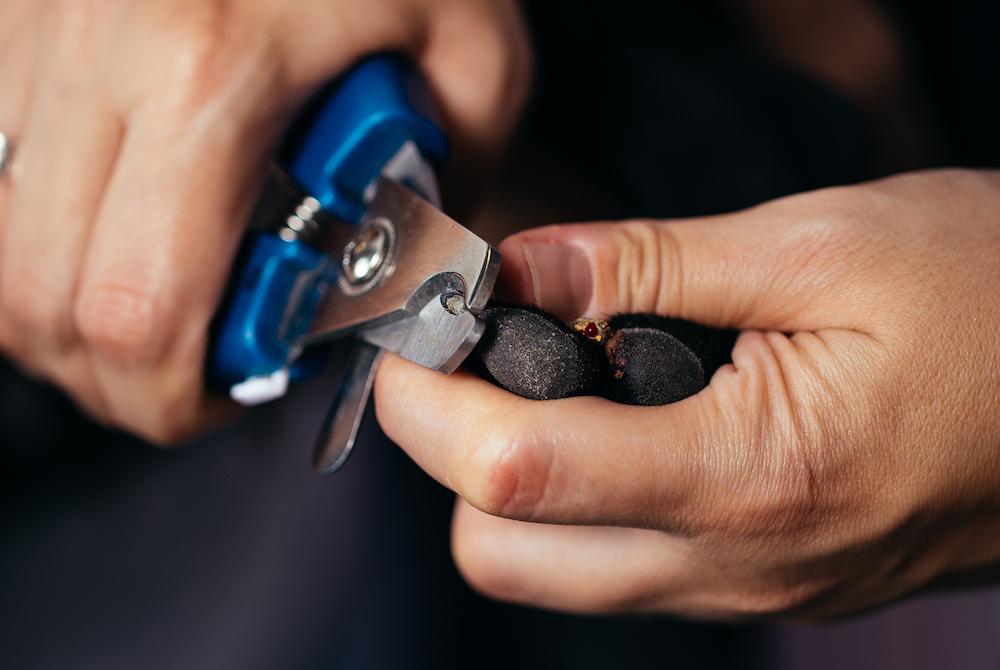 A Guide to Clipping Your Dog's Nails