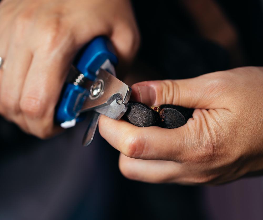 A Guide to Clipping Your Dog's Nails