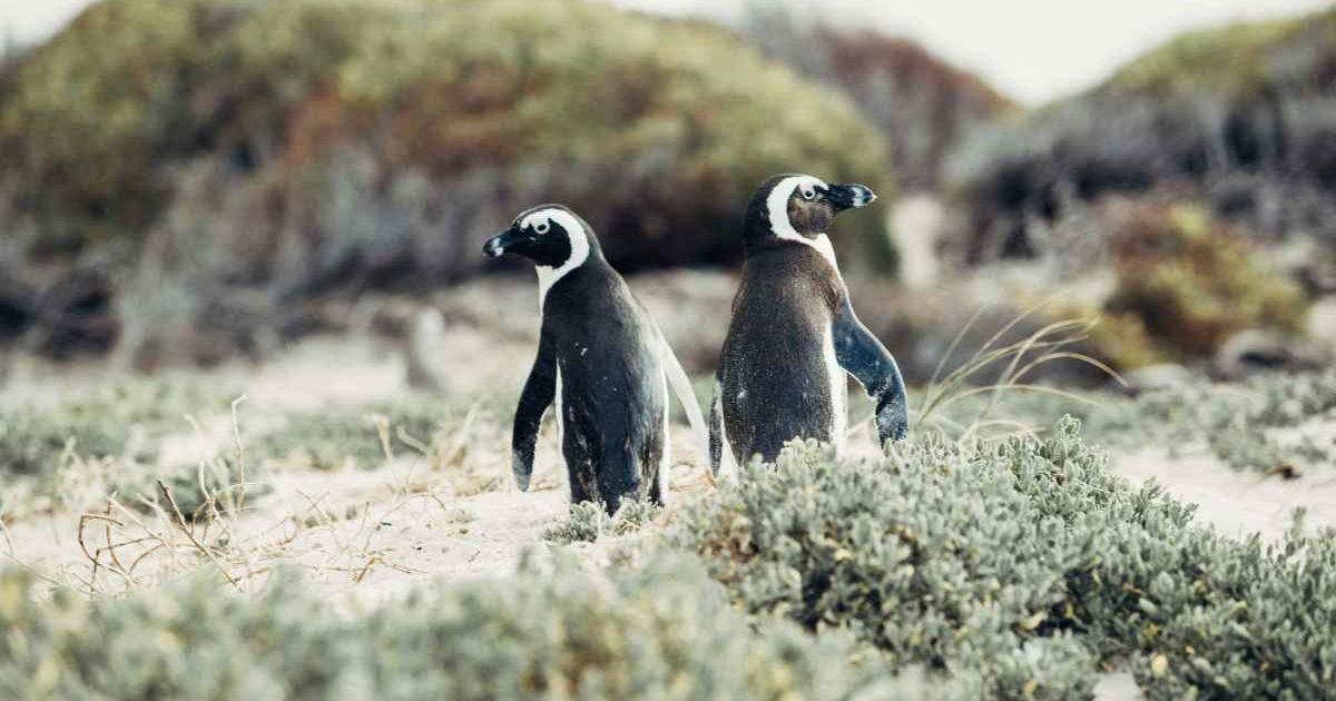 A penguin couple looking in the opposite directions on a beach. (Representative Cover Image Source: Unsplash | Cara Fuller)