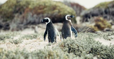 A penguin couple looking in the opposite directions on a beach. (Representative Cover Image Source: Unsplash | Cara Fuller)