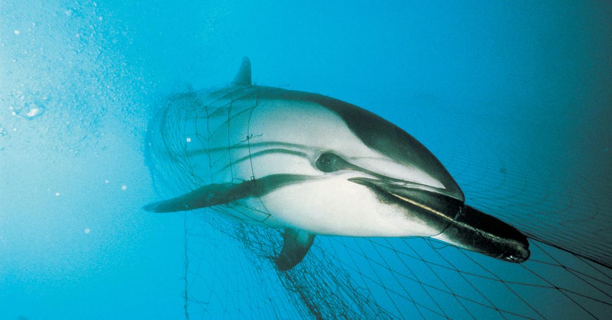 Nets killing off 10 dolphin, porpoise species