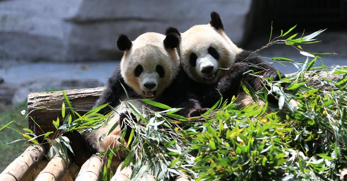 Two pandas eating bamboo and sitting on a platform. 