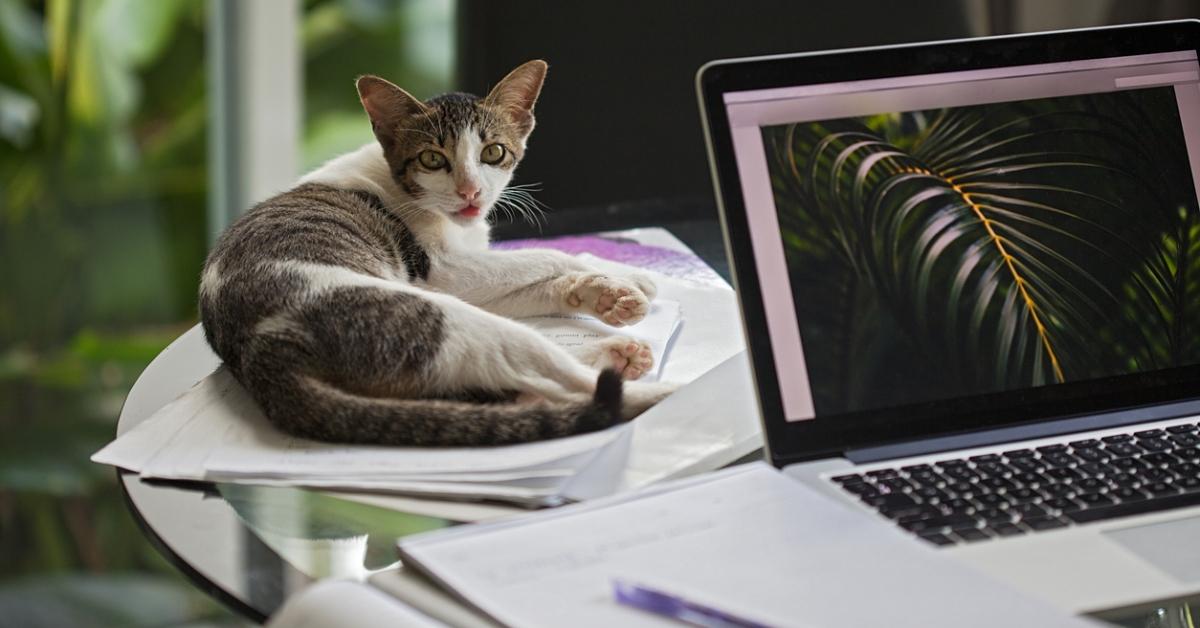 Photo of a cat sitting on a packet of papers next to a laptop atop a glass table 