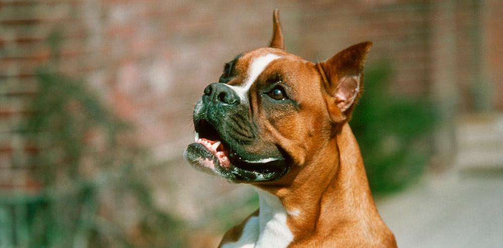 A boxer looking up. 