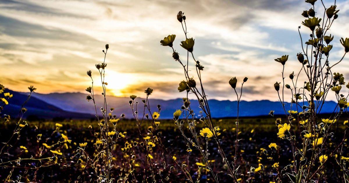 Desert Gold blooming in bright orange sunset in California's Death Valley National Park during a superbloom with blue mountain silhouettes in the backdrop (Representative Cover Image Source: Getty Images | Clyde B Laster)