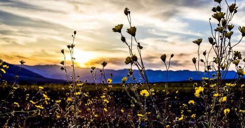 Desert Gold blooming in bright orange sunset in California's Death Valley National Park during a superbloom with blue mountain silhouettes in the backdrop (Representative Cover Image Source: Getty Images | Clyde B Laster)