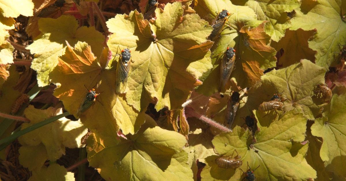 Cicadas emerging as adults on plants.