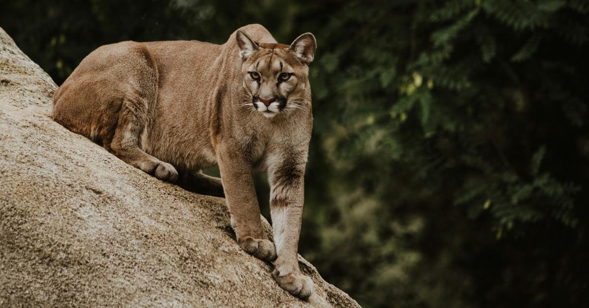 A mountain lion perches on a rock